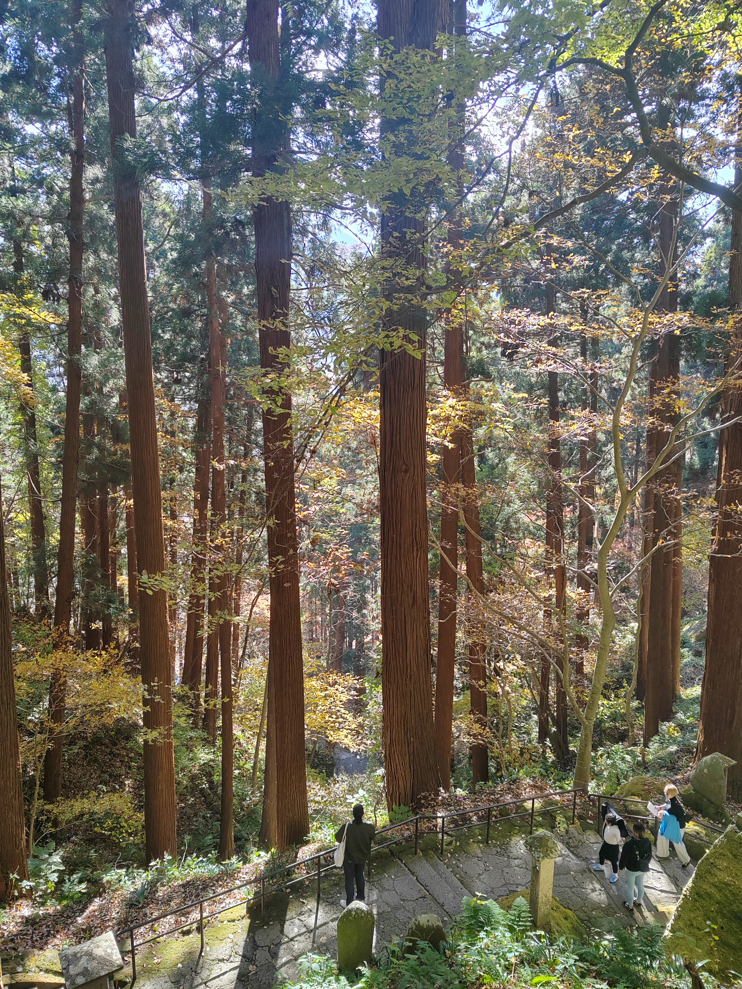 …fenntről pedig a magunk mögött hagyott évszázados fák uralták a látóteret