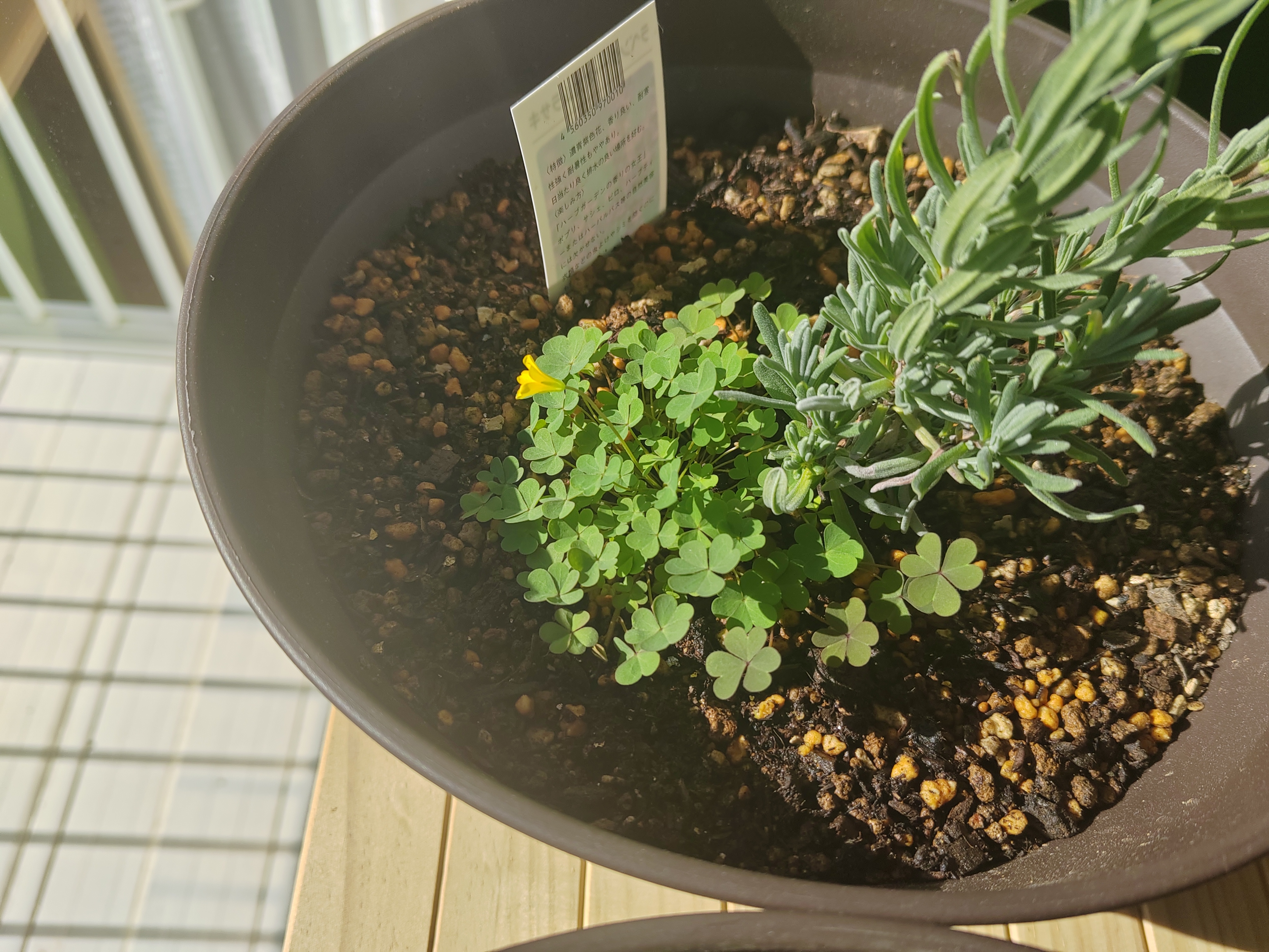 A levendulapalántámhoz járt egy jó adag lóhere. Örülök is nekik, kössék csak le a nitrogént neki a talajba. És köztük meg egy nagyon kis cuki madársóska is megbújt